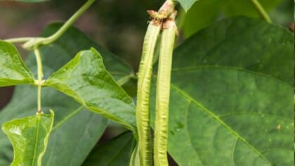 plant de haricot