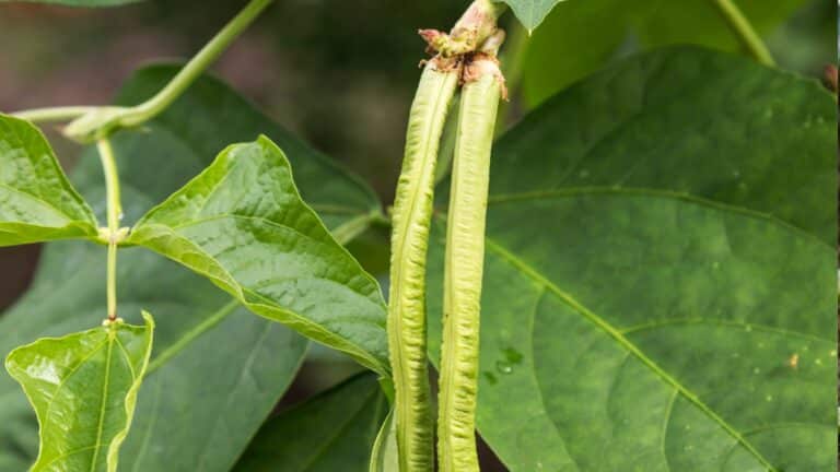 plant de haricot