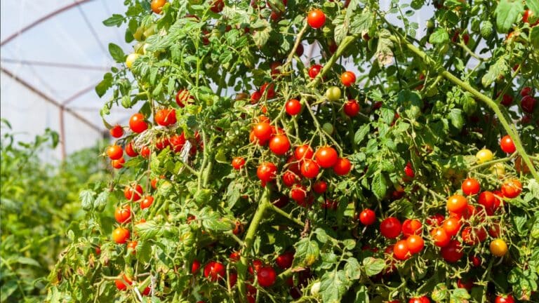 plant de tomates jardin