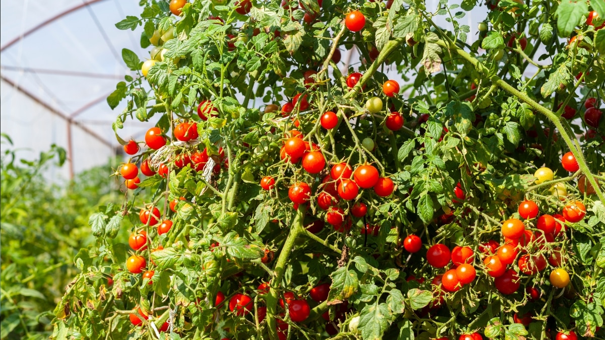 plant de tomates jardin