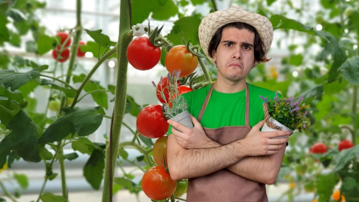 plant de tomates