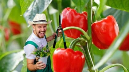 plant poivron