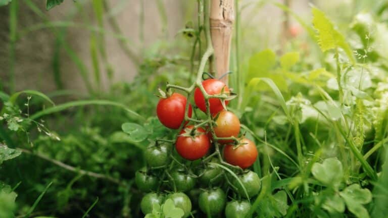 plant tomate