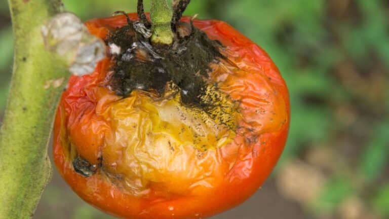 plant tomate malade