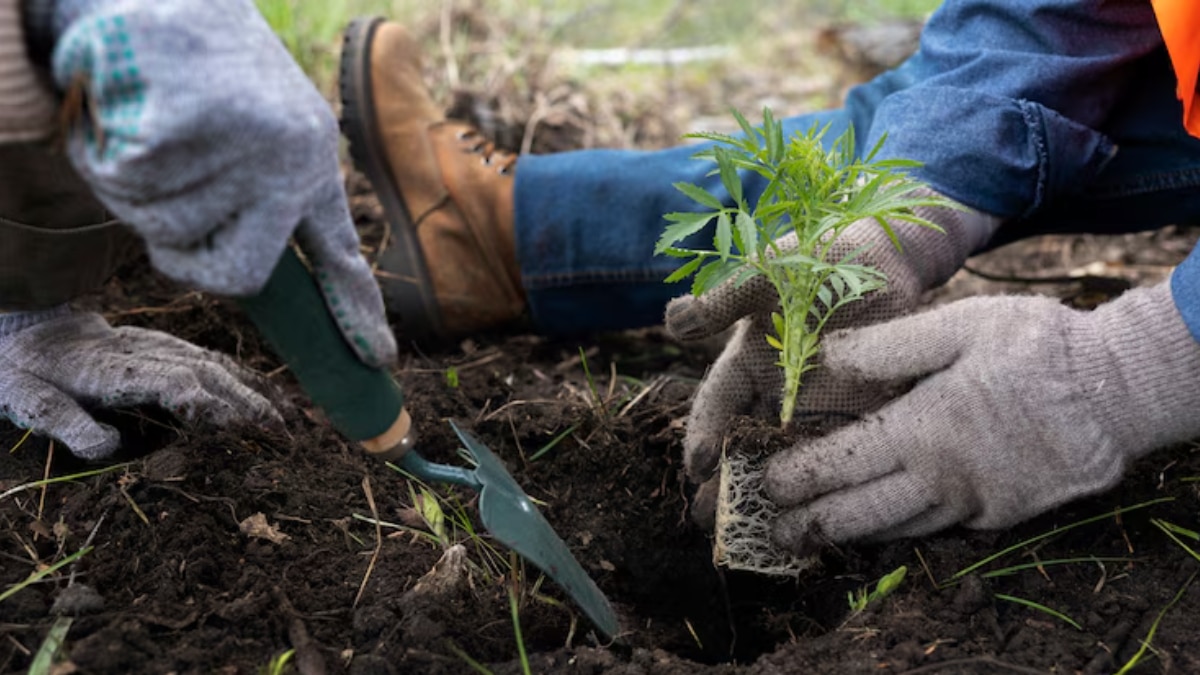plant tomates potager (1)