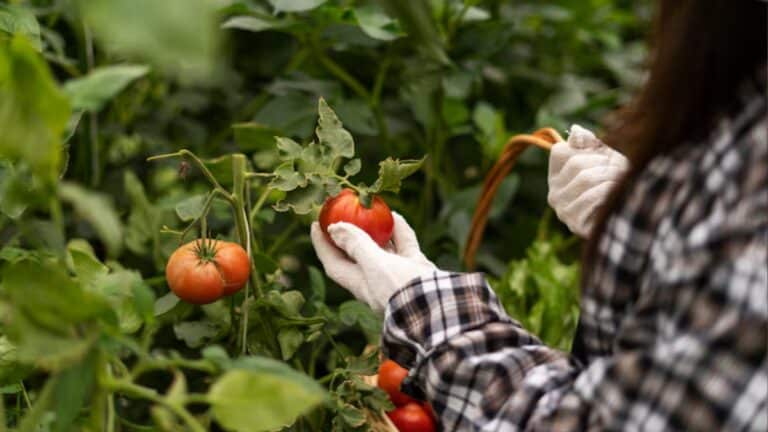 plant tomates potager
