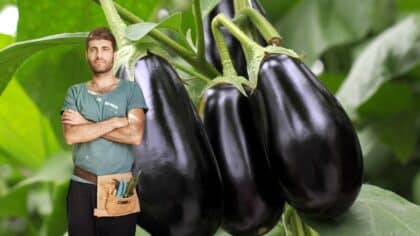 planter aubergine