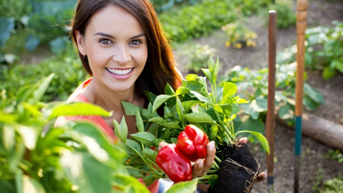 planter des poivrons