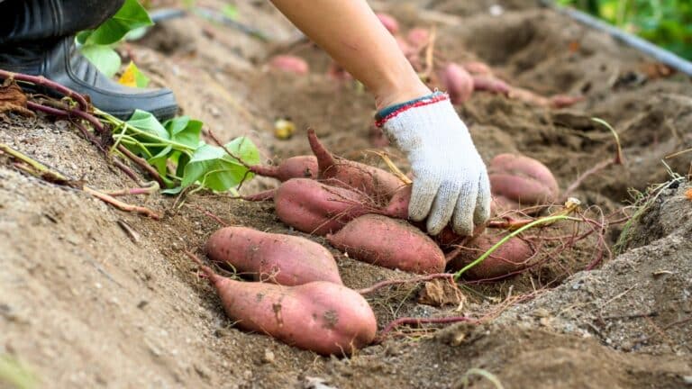 planter patate douce
