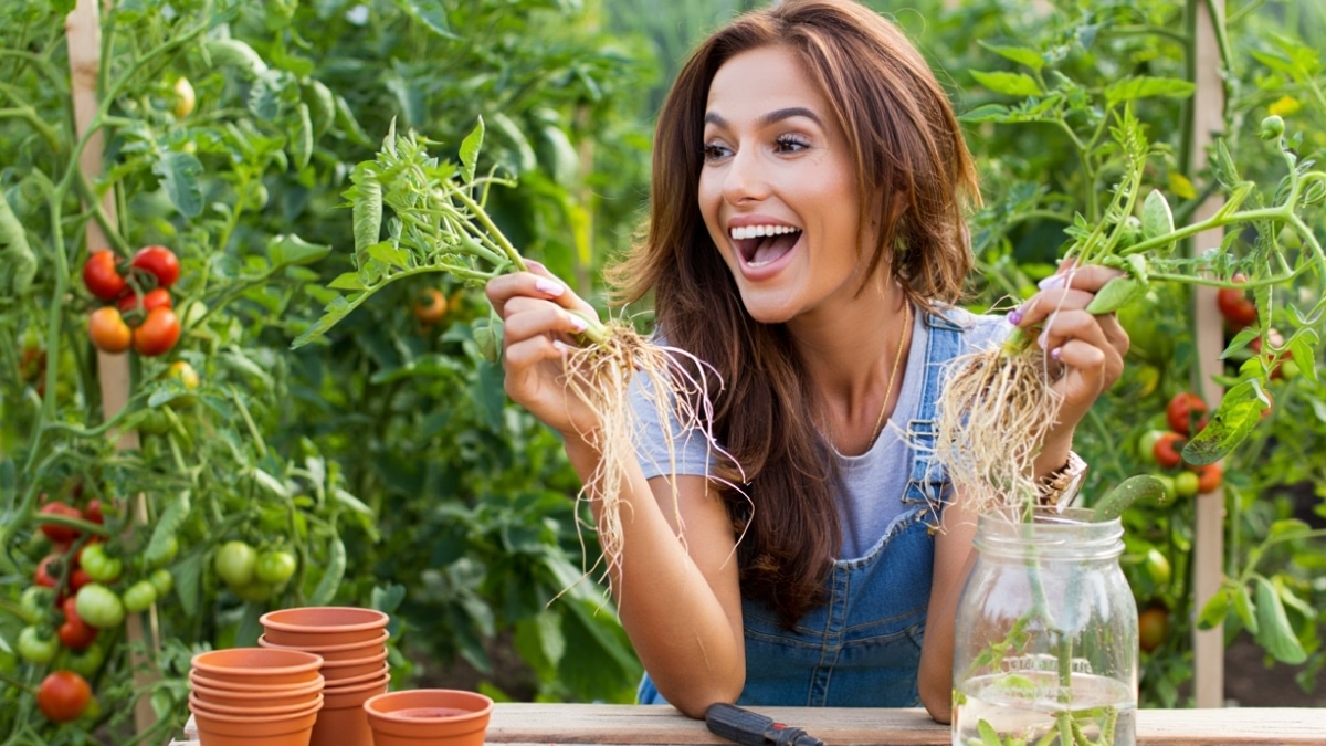 plants de tomates