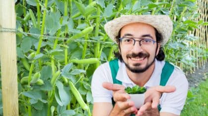 plants haricots