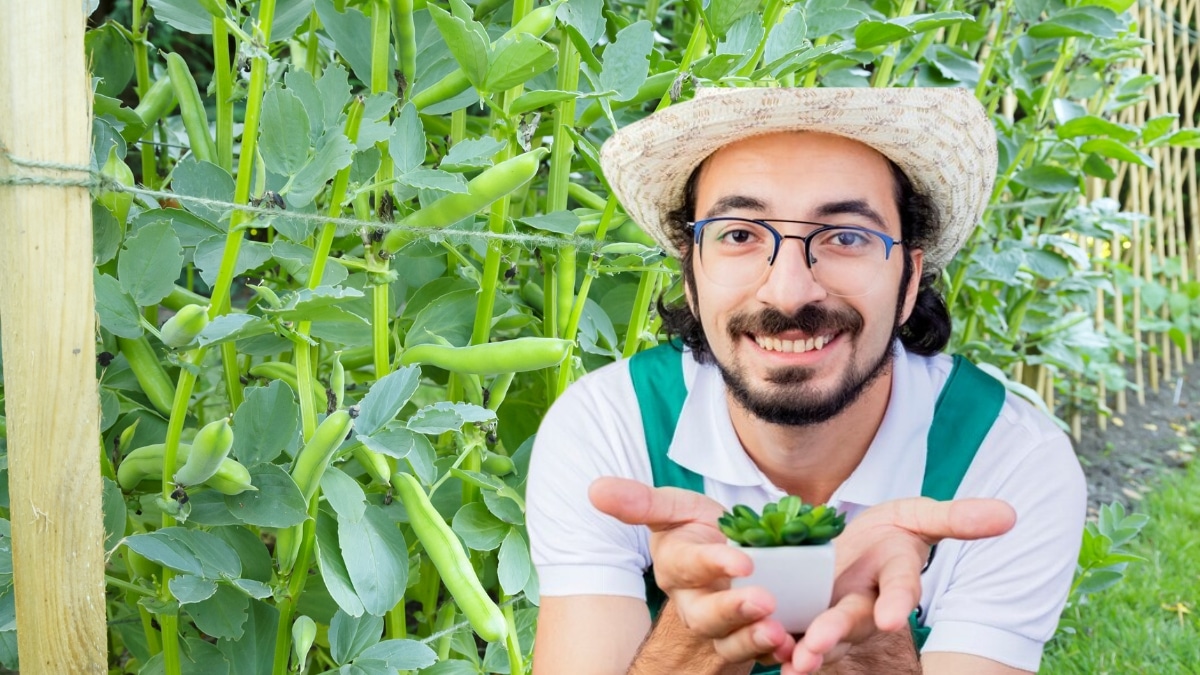 plants haricots