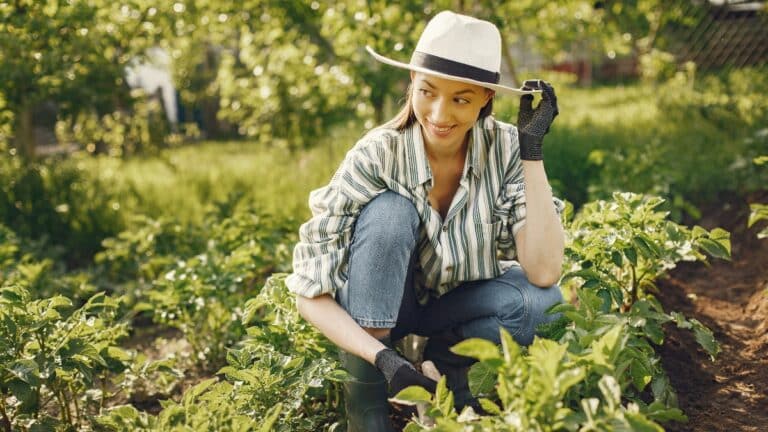 potager abondant
