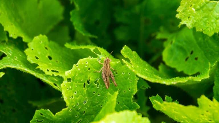 potager insecte