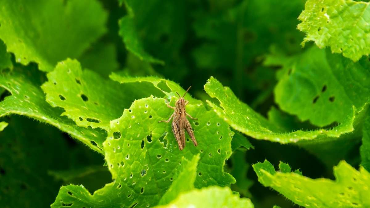 potager insecte