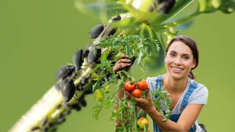 pucerons tomates