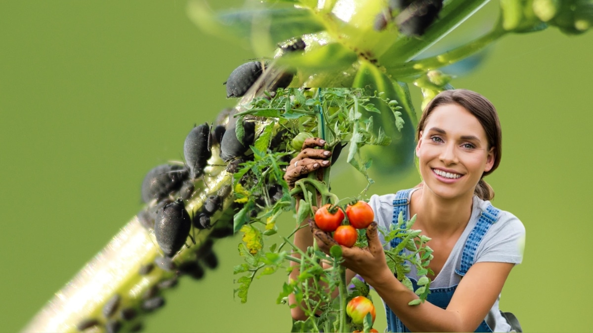 pucerons tomates
