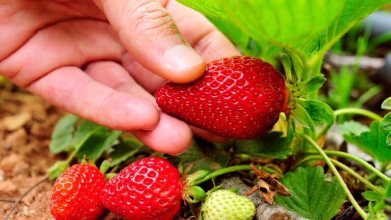 ramasser fraise