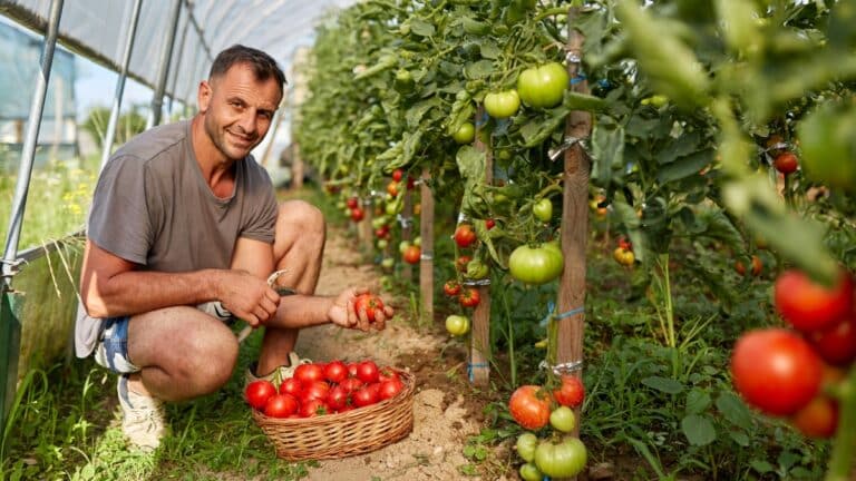 ramasser tomates