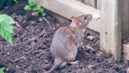 rat dans le jardin