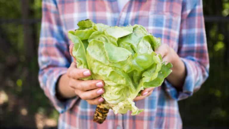 salade potager