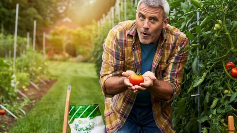 tomate à 25 euros