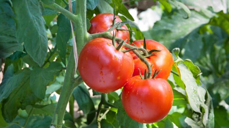 tomate du potager