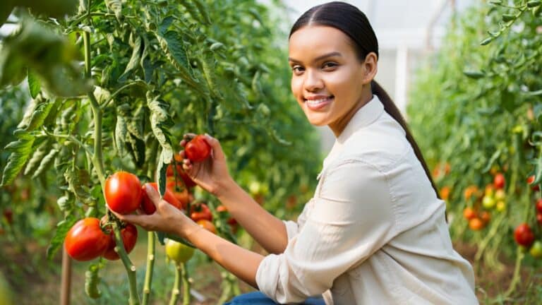 tomates XXL