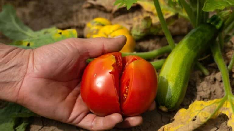 tomates craquées