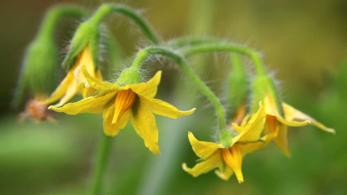 tomates en fleurs