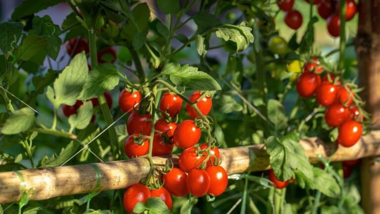 tomates malades