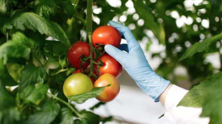 tomates sans parasite potager