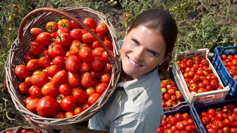 10 kg de tomates