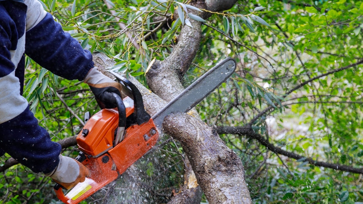 Abattre un arbre dans son jardin
