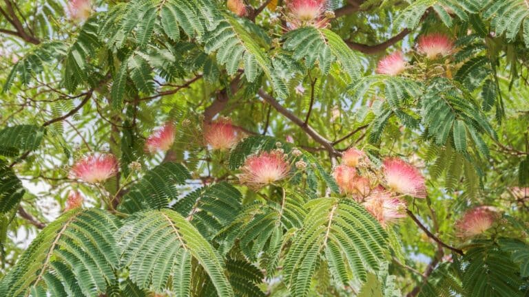Albizia julibrissin