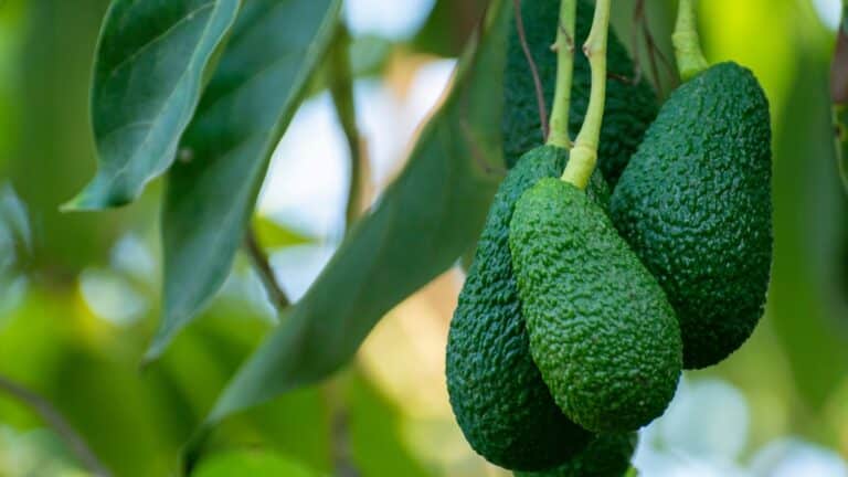 Avocatier maison
