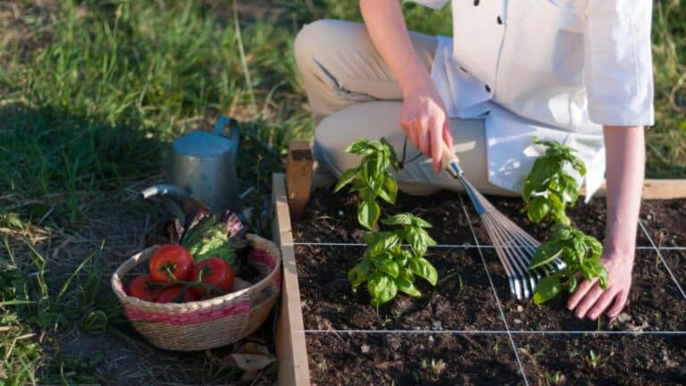 Basilic potager femme