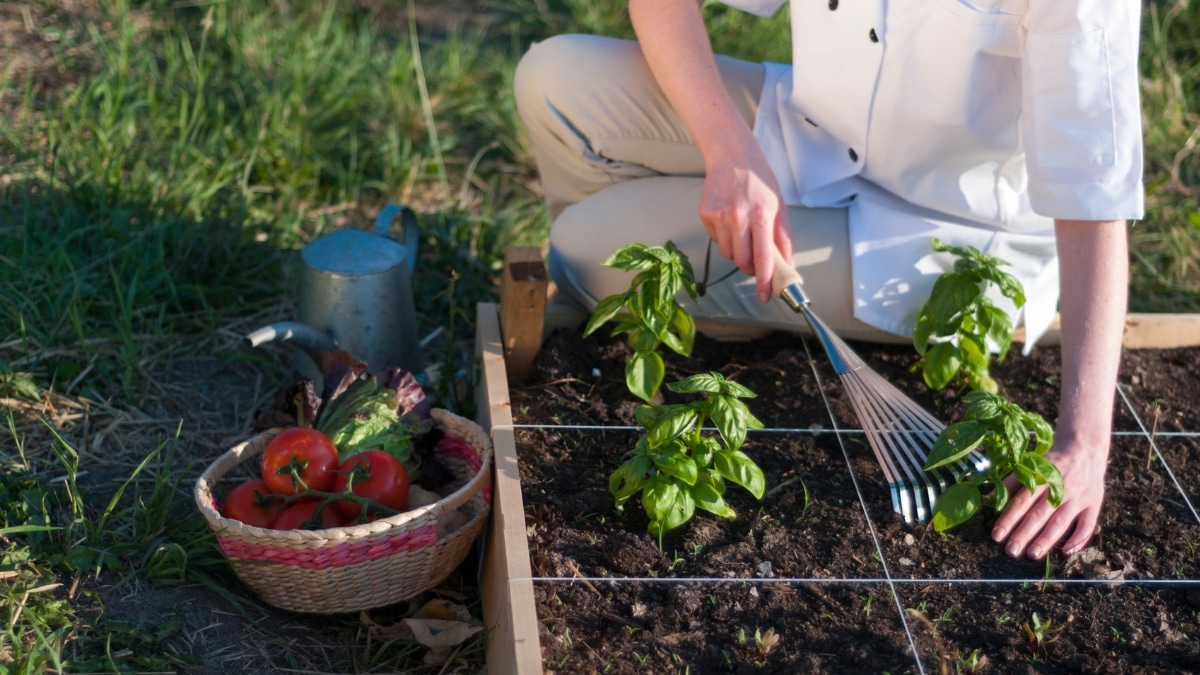 Basilic potager femme
