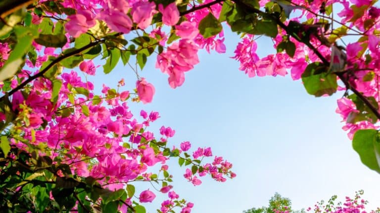 Bougainvillier