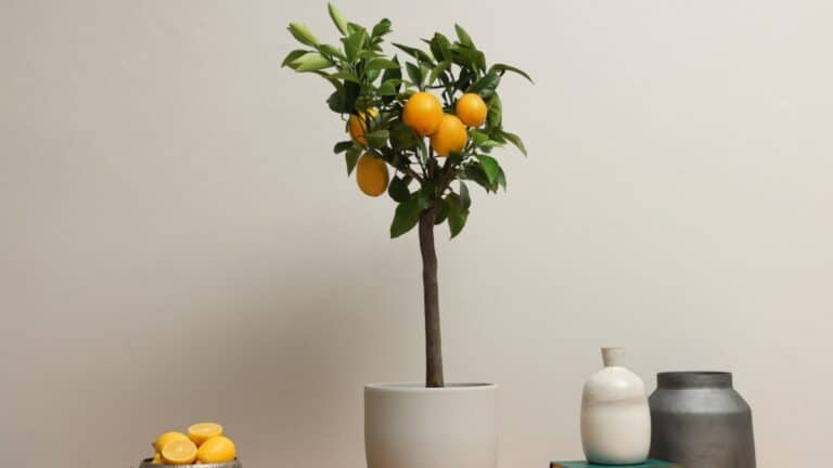 Citronnier en pot