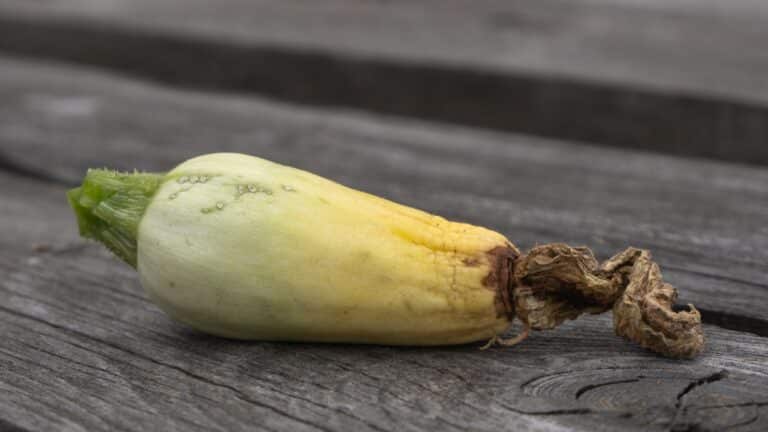 Courgettes qui pourrissent avant de mûrir