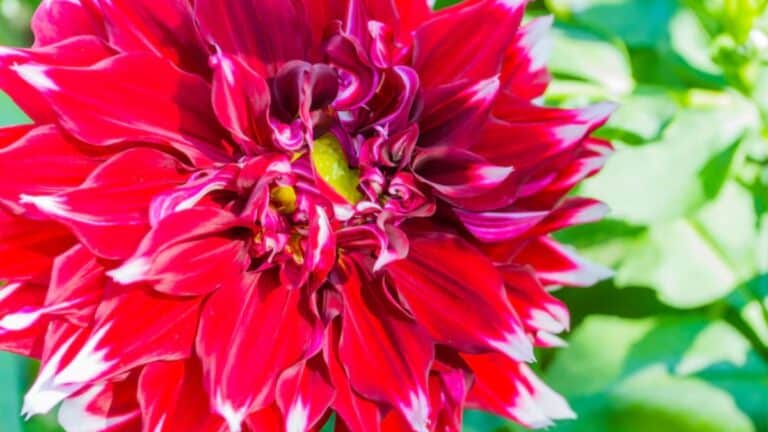 Dahlias en été