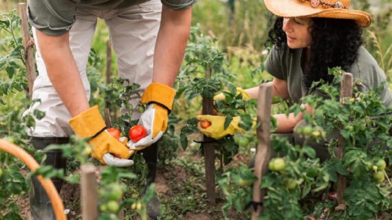 Désherber au pied des tomates en pleine canicule _ ce que les pros en pensent