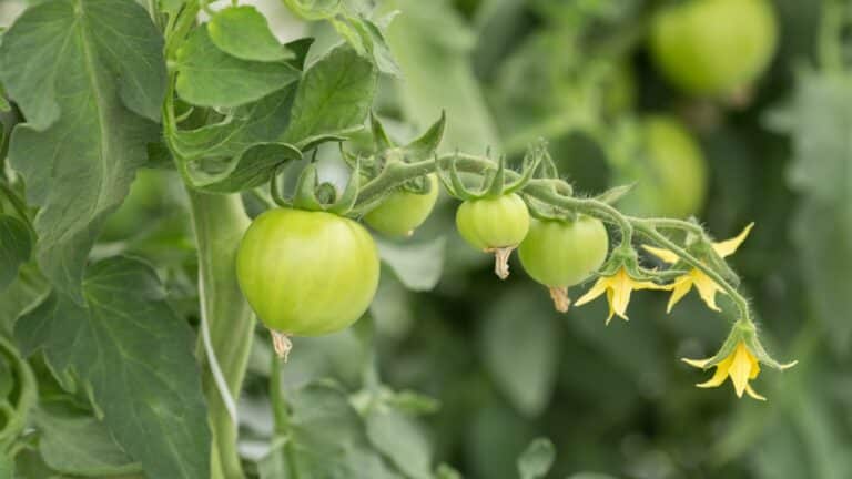 Fleurs de tomates sans fruits