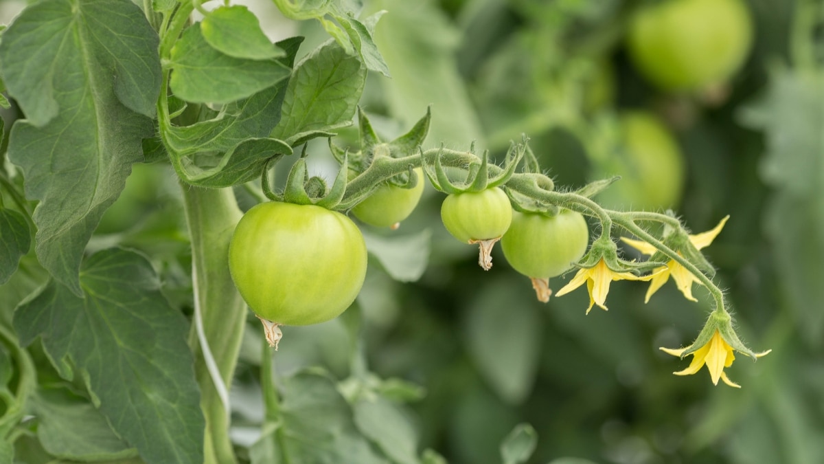 Fleurs de tomates sans fruits