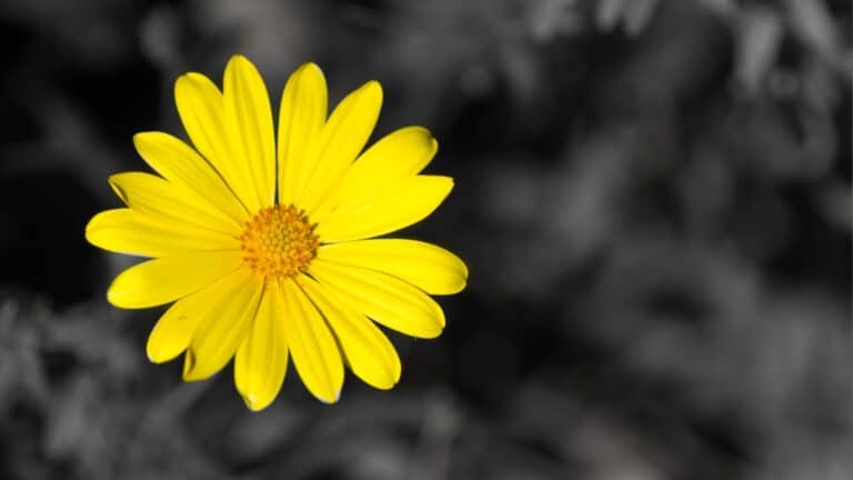 Fleurs jaunes lumineuses