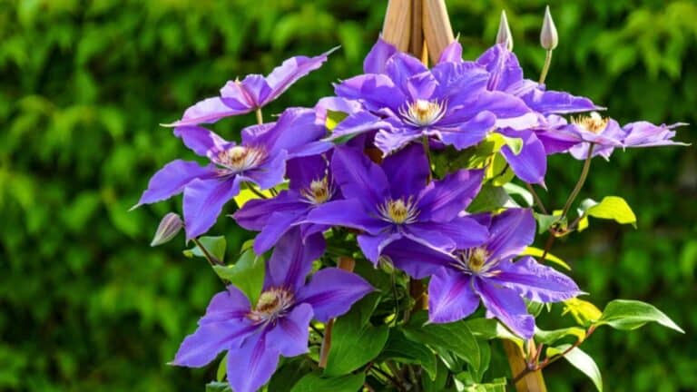 Floraison explosive garantie