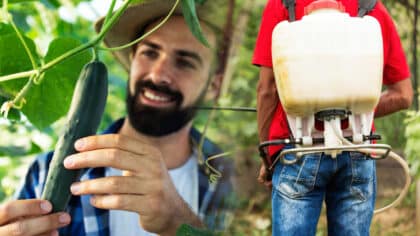 Lavez vos concombres est (presque) inutile : l’astuce des experts pour enfin manger sain