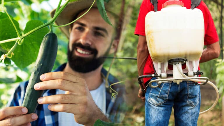 Lavez vos concombres est (presque) inutile : l’astuce des experts pour enfin manger sain