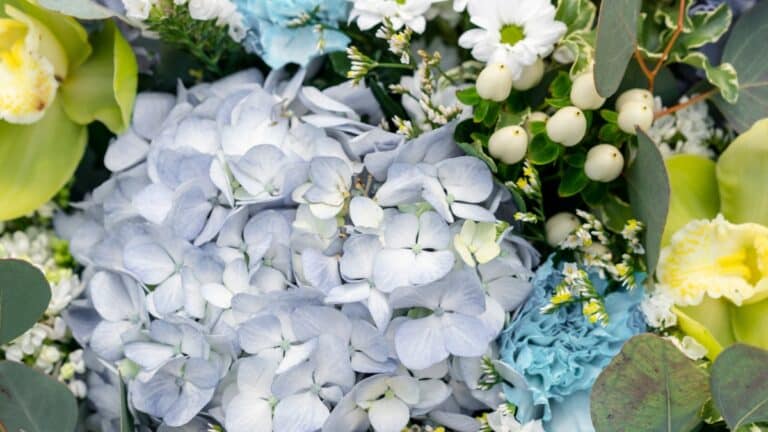 Le secret des hortensias bleus enfin révélé, ce que personne ne vous dit sur le vinaigre